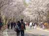 Đi du lịch Hàn Quốc tháng 4 có gì hot ?