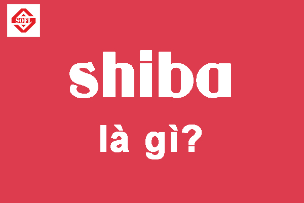 Tìm hiểu aaa shiba là gì trước khi nuôi chó nhật Bản yêu thích